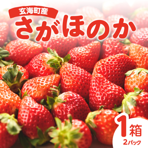 ★予約受付★平川いちご農園 佐賀県玄海町産いちご「さがほのか」2026年1月～4月順次配送