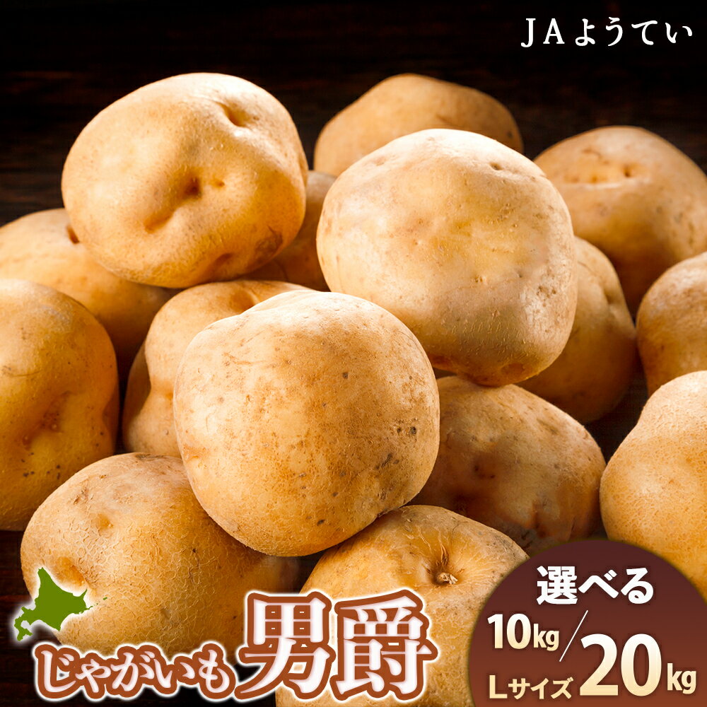【ふるさと納税】じゃがいも 馬鈴薯（男爵）Lサイズ　選べる10kg～20kg 1箱10kg入り ＜JAようてい＞じゃがいも ジャガイモ 芋 男爵芋 男爵 だんしゃく いも 野菜 北海道ふるさと納税 ふるさと納税 北海道 黒松内町 通販 ギフト 贈答品 贈り物
