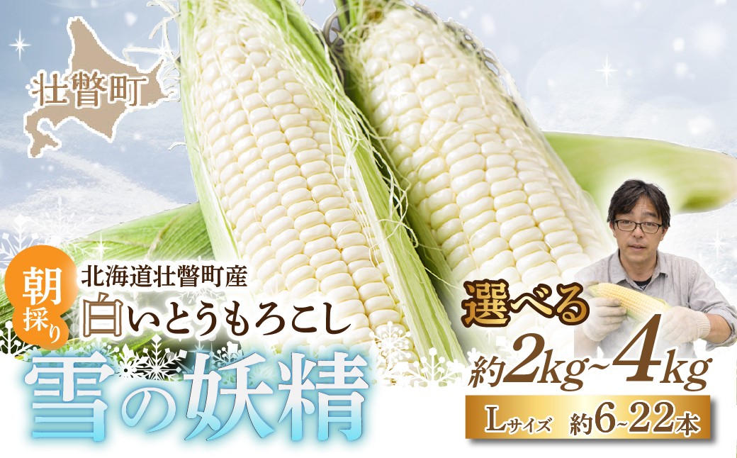 
                  ＜2026年8月下旬よりお届け＞【朝採り】北海道壮瞥産 白いとうもろこし「雪の妖精」選べる容量 Lサイズ以上  6本～12本 （約2kg～4kg）【 ふるさと納税 人気 おすすめ ランキング ホワイトコーン 雪の妖精 白い 白 トウモロコシ とうもろこし 野菜 甘い 北海道 壮瞥町 送料無料 】 SBTQ005
                