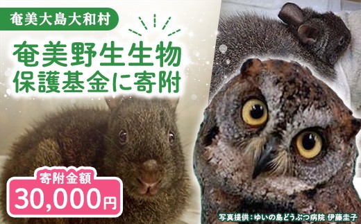 【選べる寄附額】奄美野生生物保護基金 30,000円 返礼品なし 自然保護 野生生物保護 アマミノクロウサギ 世界自然遺産 鹿児島県 奄美大島 大和村
