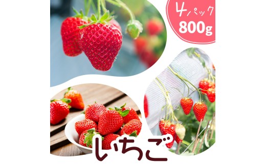 いちご 七楽の郷 4パック 800g 旬の品種《3月上旬から5月中旬に出荷予定》ゆうべに 紅ほっぺ あまえくぼ エンジェルエイト さがほのか スターナイト ひのしずく ほしうらら 章姫 白蜜香 恋みのり 熊本県 菊池市 熊本県産