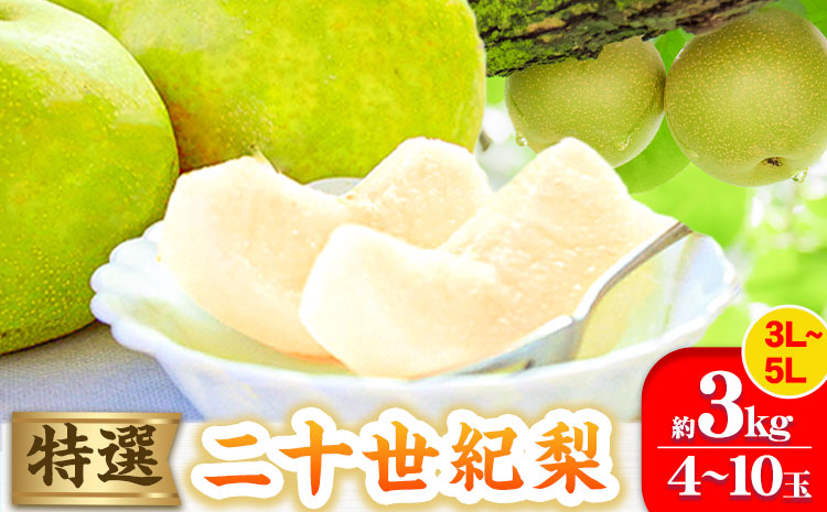 【2026年先行予約】特選 二十世紀梨 約3kg (4~10玉) 3L~5Lサイズ 高間商店《2026年8月下旬-10月上旬頃出荷予定》 鳥取県 八頭町 梨 なし ナシ 果物 フルーツ 先行予約 ふるさと納税 送料無料 甘い 果実 果汁 デザート