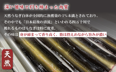 希少 四万十川産＜天然うなぎ＞蒲焼（カット)（計400g） 天然うなぎ 天然 四万十川 鰻 ウナギ うなぎ グルメ 高級 贅沢 ギフト 食べ物 食品 国産鰻 蒲焼 うなぎ蒲焼 ウナギ蒲焼 鰻蒲焼 冷凍