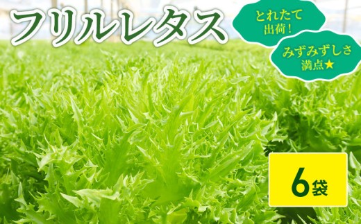 フリルレタス 6袋 セット 新鮮レタス フレッシュ レタス サラダ 野菜 やさい こだわり 産地直送 土壌栽培 新鮮 とれたて 採れたて 冷蔵 低カロリー ヘルシー レタスボウル 健康 弁当 食卓 ダイエット 千葉県 旭市 Farm Fujinaga ffn002