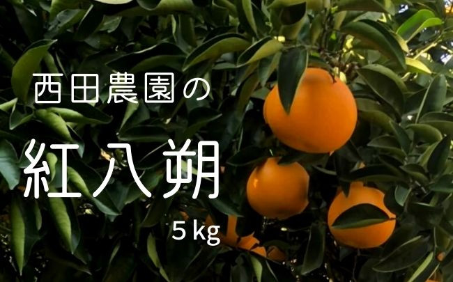 見た目も美しく、味わいも独特な「紅八朔」。薄い紅色の外皮をむくと、たちまち良い香りが広がります。