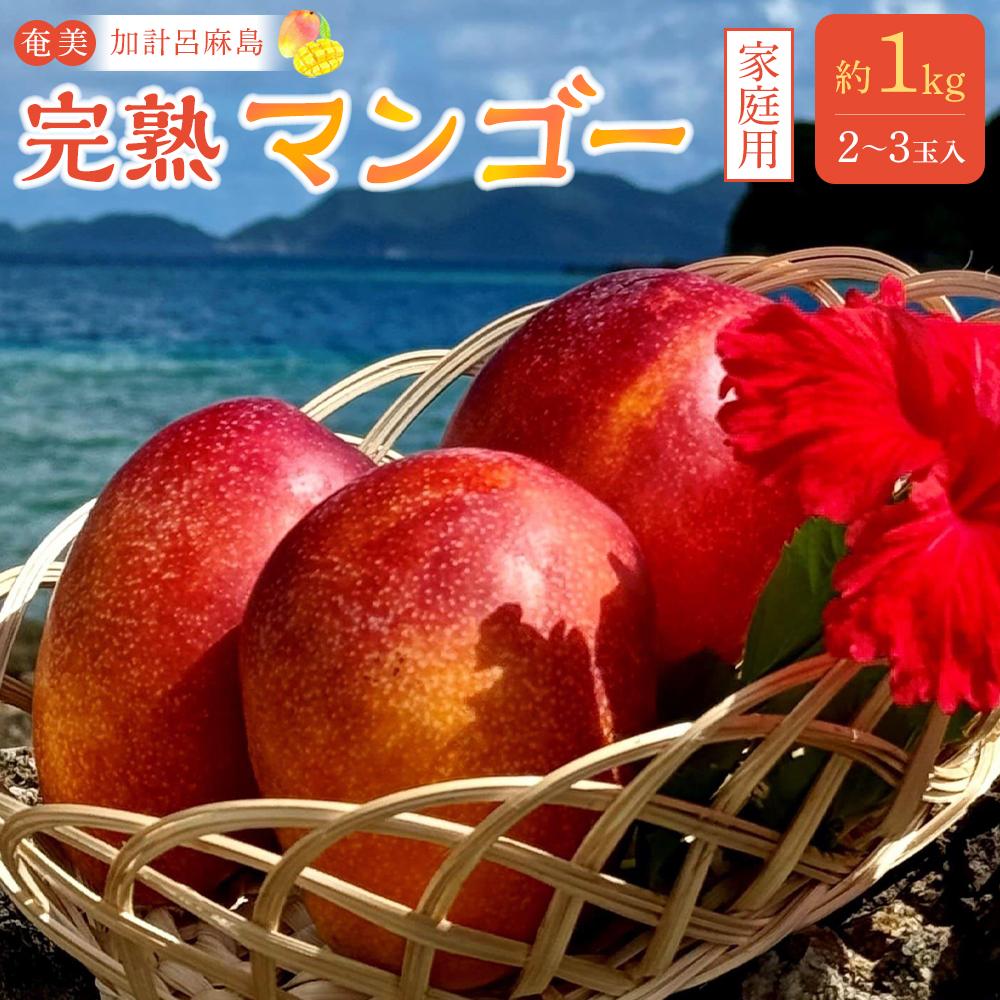 【ふるさと納税】【2026年先行予約】奄美 加計呂麻島 完熟マンゴー 家庭用 約1kg（2～3玉入り）化粧箱 | マンゴー 完熟 マンゴー フルーツ 南国フルーツ マンゴー 奄美大島 加計呂麻島産 無加湿栽培 鹿児島県 奄美大島産