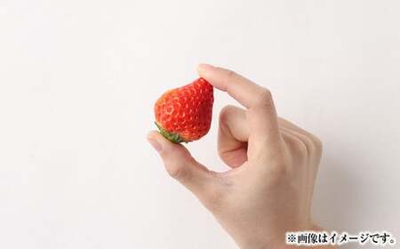 熊本県産いちご 恋みのり2キロ（8パック） 【2026年2月上旬発送開始】