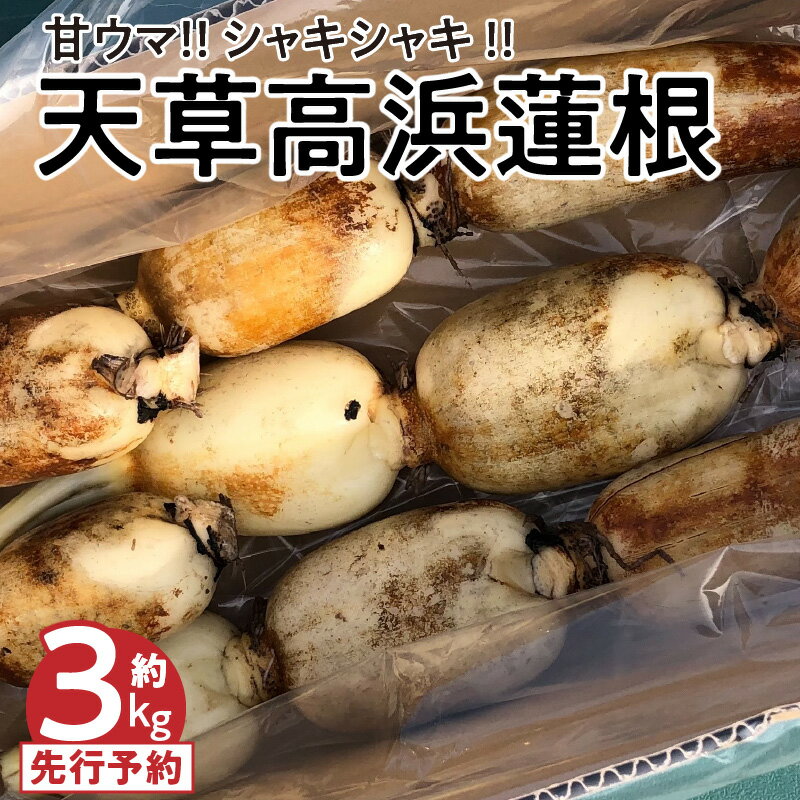 【ふるさと納税】高浜蓮根 天草産 甘ウマ 10節 程度 約 3キロ 小ぶり シャキシャキ 国産 食品 食材 野菜 根菜 レンコン 料理 チップス 揚げ物 炒め物 煮物 きんぴら 高浜ロータスガーデン 熊本県 天草市 お取り寄せ 送料無料