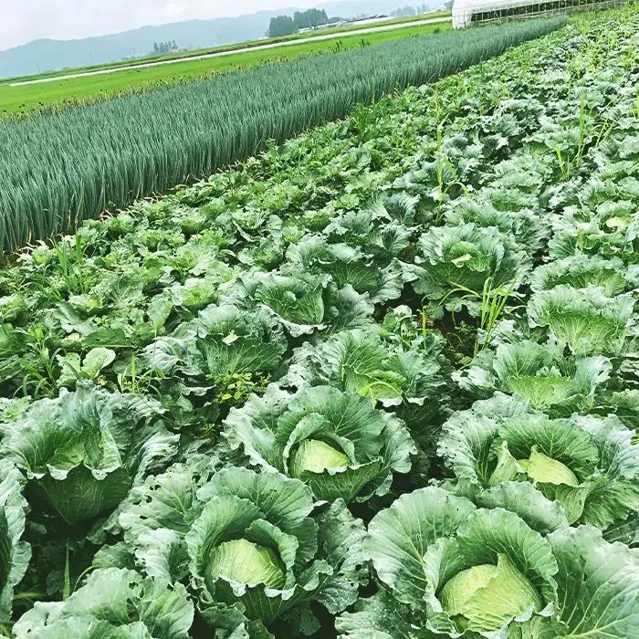 会津発 季節の野菜だより（大）2名様1週間分相当【喜多方市・西会津町・北塩原村のお野菜】 KBW002