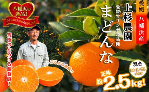 こんな柑橘はじめて!!上杉農園のぷるぷる新食感!!「まどんな」約2.5kg＜D39-67＞【1619931】 YWTF042