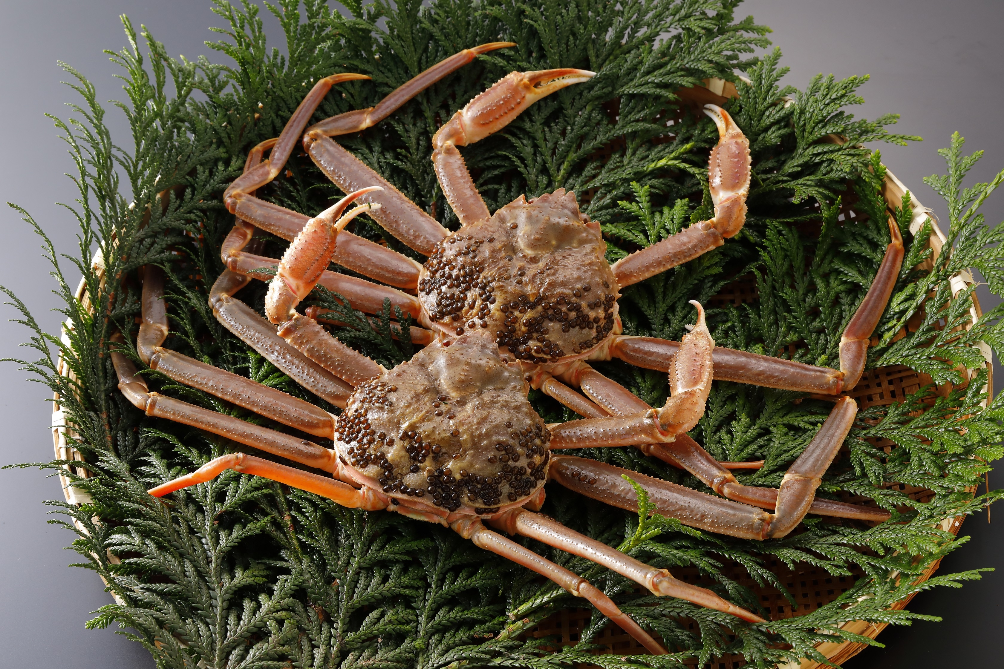 
            【活物】訳あり 松葉がに 600g超の大きいサイズ 食べ応えあり　2杯
          