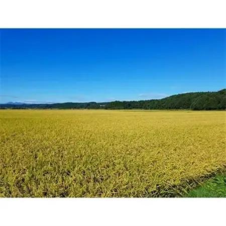 【令和7年産】青森県産まっしぐら10kg【配送不可地域：離島・沖縄県】【1017940】