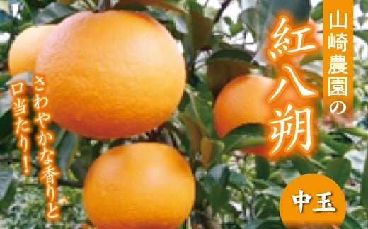 
                  【２月初旬発送】山崎農園の紅八朔（はっさく）中玉 9.5～10.5kg _b-251
                