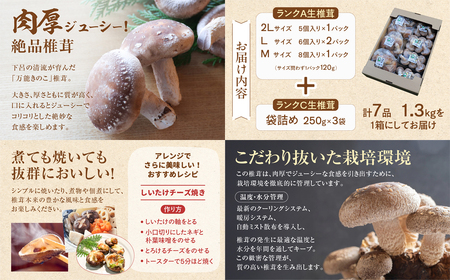  菌床生椎茸  詰め合せセット（4パック＋3袋）7品  計1.3kg 【119-1】