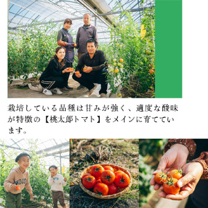 【ふるさと納税】定期便 5回【 12月下旬～5月頃発送 】＜フルーツトマト 原田農園 約1,800g 大箱＞桃太郎【常温】送料無料 ＜2024年12月下旬頃より発送＞＜毎年12月上旬頃まで申込受付＞