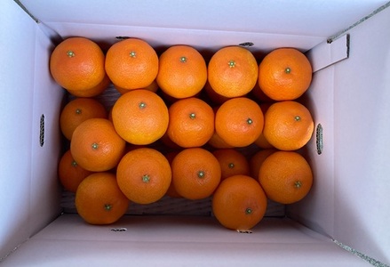 みかん 愛果28号 5kg Lサイズ バラ詰め 紅まどんなと同一品種 農園直送 先行予約 【2026年11月中旬から順次発送予定】 愛媛 数量限定 愛媛県産 人気 柑橘 伊予市｜ B529