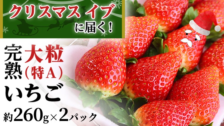 
            クリスマス イブ （ 12月24日 ）に 届く！ 完熟 いちご 2パック！ （1P 約 260g ） 数量限定 完熟いちご やよいひめ かおり野 とちおとめ 国産 いちご イチゴ 苺 旬のいちご 贈り物 果物 フルーツ 茨城県産 KEK [BC071sa]
          