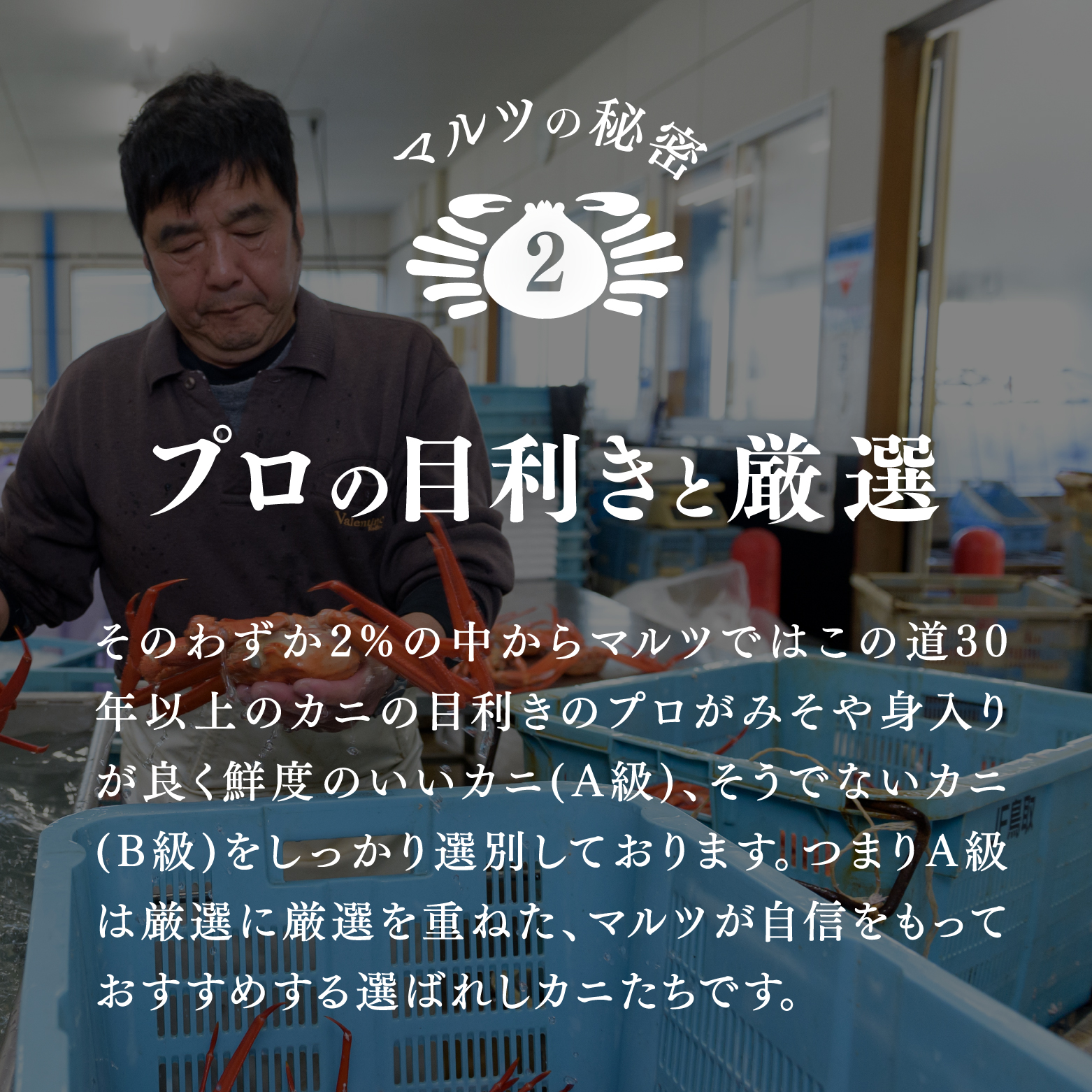【北海道・沖縄・離島配送不可】蟹屋の釜茹で紅ずわい蟹(大) 500～600g×1枚 ベニズワイガニ 紅ずわいがに カニ かに 境港 マルツ ボイルズワイガニ 鳥取県日南町 