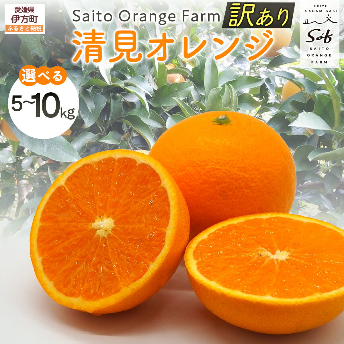 【ふるさと納税】【先行予約】Saito Orange Farmの訳あり清見オレンジ 選べる 5kg ～ 10kg （2026年3月中旬頃より順次発送） 【 ふるさと納税 人気 みかん 蜜柑 柑橘 清見 オレンジ 清見オレンジ フルーツ 果物 訳あり 西宇和 Saito Orange Farm 愛媛県 伊方町 】 IKTAQ009