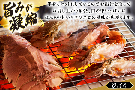 うちわえび エビ 海老 刺身 しゃぶしゃぶ 海鮮 12回 定期便 ウチワエビ刺身 約200g・ウチワエビ半身 約400g セット 総計7.2kg [ひばり 長崎県 平戸市 hr42bgy420029]