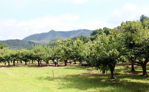 きれいに整備された栗園で丹波くりがすくすく育っています。