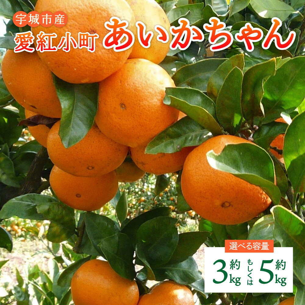 【ふるさと納税】 先行予約 みかん 愛紅小町あいかちゃん 【選べる内容量】約3kg もしくは 約5kg 吉田レモニー 温州みかん 柑橘 宇城市産 熊本県産 九州産 国産 送料無料 【2025年10月上旬頃 ～2026年1月下旬発送】