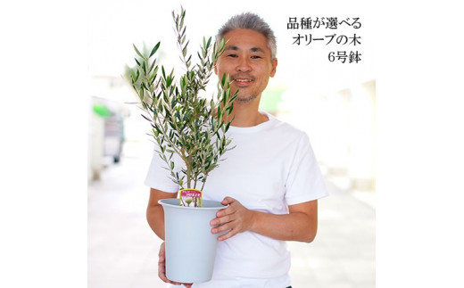 【コラティーナ】オリーブの木 6号鉢 シンボルツリー 観葉植物 オリーブ 苗木 ※離島への配送不可 _FC10