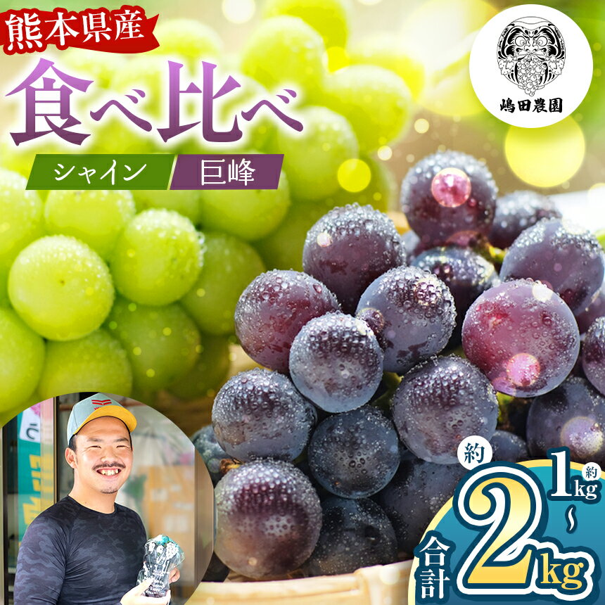 【ふるさと納税】 【 先行予約 】選べる内容量 熊本県産 巨峰ぶどう と シャインマスカット のセット 約1kg or 約2kg 和水町 ぶどう マスカット 果物 フルーツ 朝摘み 直送 巨峰 シャインマスカット 食べ比べ セット