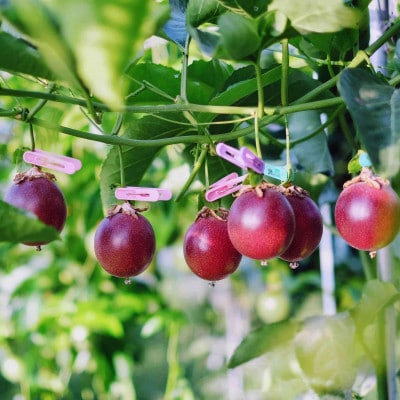 リリコイバターとリリコイピールジャムのセット【1689945】