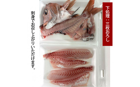 【三枚おろし全て皮引きサク】活き締め真鯛1尾（約1kg）タイ たい 刺身 鍋