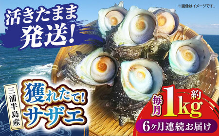 【全6回定期便】サザエ 1kg 6~10個 三浦半島 さざえ サザエ さざえ サザエ 【長井水産株式会社】 [AKAJ010]