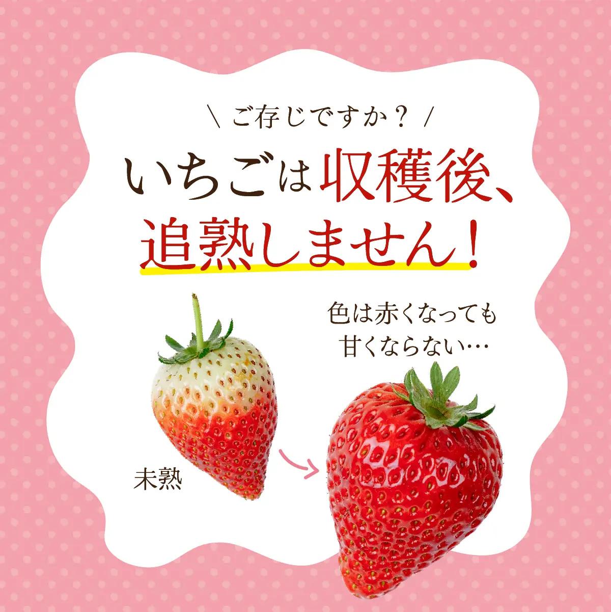 いちご【1月以降発送】とちおとめ 大粒 約270g×4 合計 約1080g | イチゴ 栃木県 茂木町