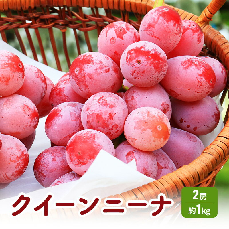 【ふるさと納税】クイーンニーナ 2房 約1kg ぶどう 葡萄 フルーツ 果物 長野市　お届け：2025年9月上旬～10月上旬