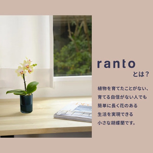 小さな 胡蝶蘭 2本立ち 鉢 付き 1鉢 ranto Lサイズ 【 胡蝶蘭 】