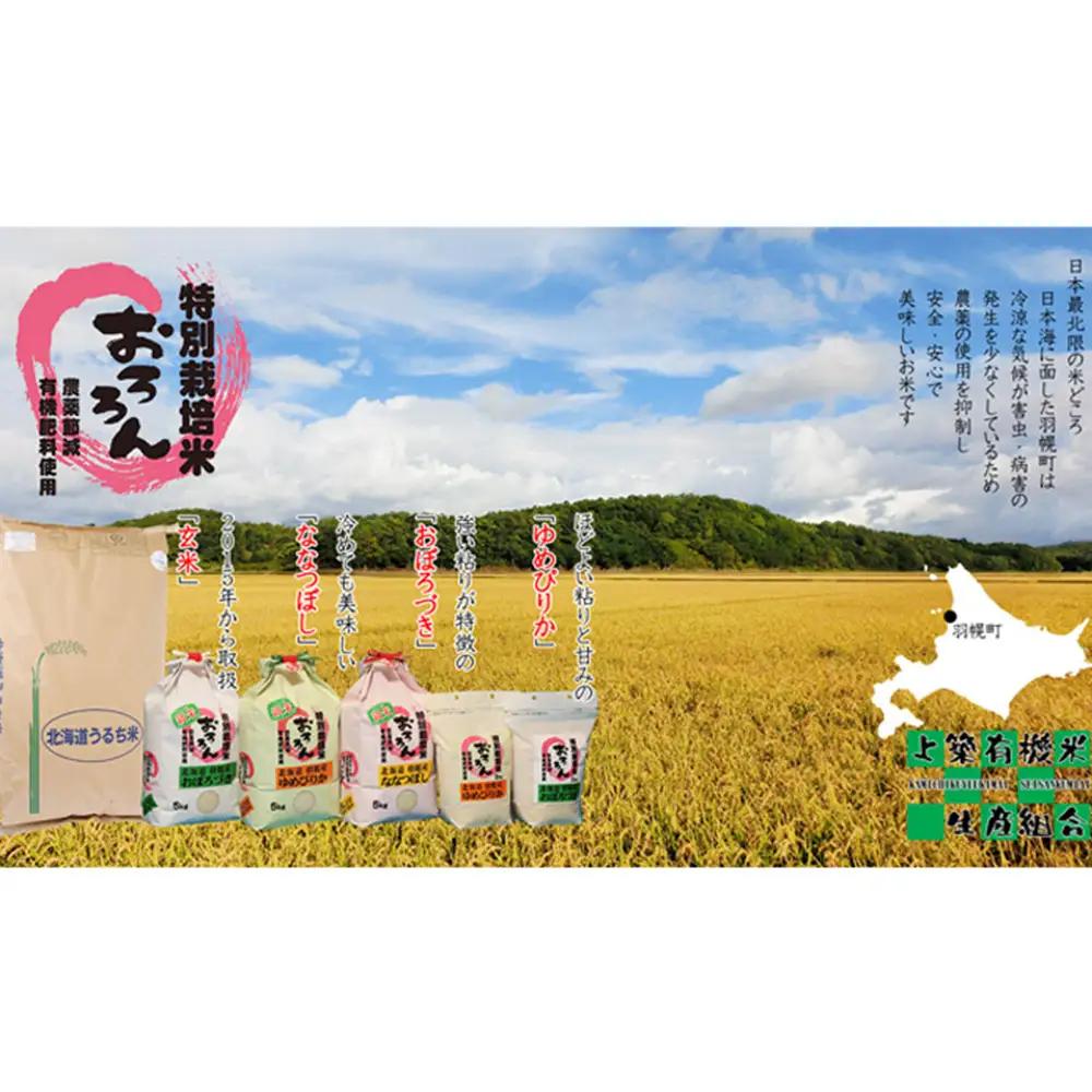 【2025年産】 【定期便：3回】 北海道羽幌産 特別栽培米 おぼろづき5kg【0812602】