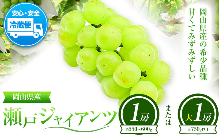 
            ぶどう 葡萄 岡山県産 瀬戸ジャイアンツ 1房 (約550g~600g) または 大1房 (約750g以上) 佐々木農園《8月中旬-9月末頃出荷》岡山県 笠岡市 送料無料 マスカット フルーツ 果物 ブドウ 瀬戸 ジャイアンツ 希少品種 お取り寄せフルーツ【配送不可地域あり】 st-p
          