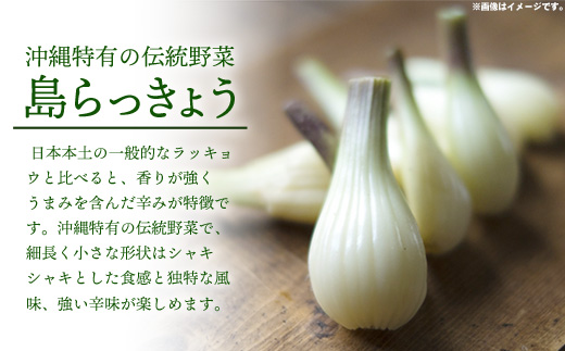 【産地直送】南国フーズの島らっきょう約1kg - 国産 生らっきょう 甘酢漬け 漬物 天ぷら チャンプルー おすすめ 送料無料 沖縄県 八重瀬町産