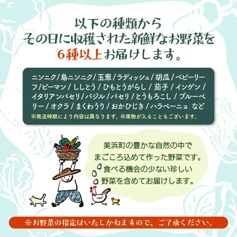【先行予約】お野菜セット 旬の夏野菜と平飼い卵のお楽しみボックス【2026年7月上旬以降順次発送予定】 [m75-a002]
