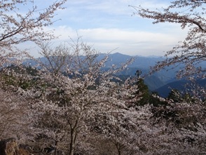 桜 シロヤマザクラ 苗木 2本 [BRBV002]