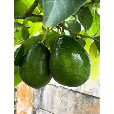 ふるさと納税 糸満市 沖縄でオジーが育てたこだわり アップルバナナ と アボカド 1玉 セット |  | 03