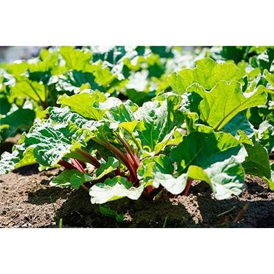 ふるさと納税 信濃町 信州信濃町特産赤ルバーブ2kgセット |  | 01