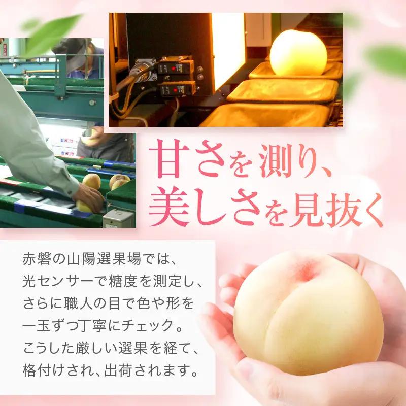 桃 先行予約 赤磐の 白桃 約2.0kg 6～8玉 JA晴れの国 糖度センサー選果 もも モモ 桃