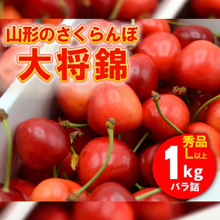 山形のさくらんぼ 大将錦 1kg Lサイズ以上 バラ詰 【令和9年産先行予約】FS26-639