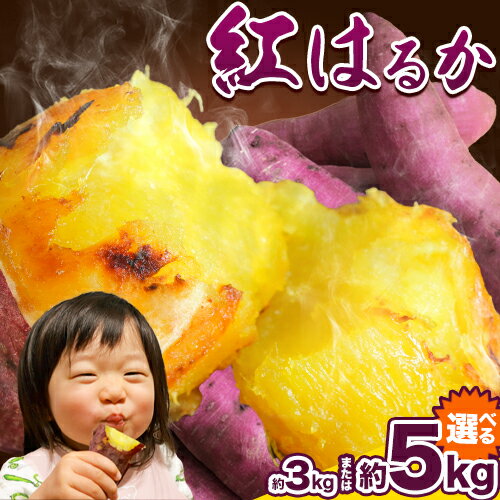 【ふるさと納税】【先行予約】紅はるか 芋 厳選 紅はるか 選べる 3kg 5kg しょうた農園《12月上旬-3月末頃出荷》福岡県 鞍手町 紅はるか さつまいも 芋 いも イモ サツマイモ
