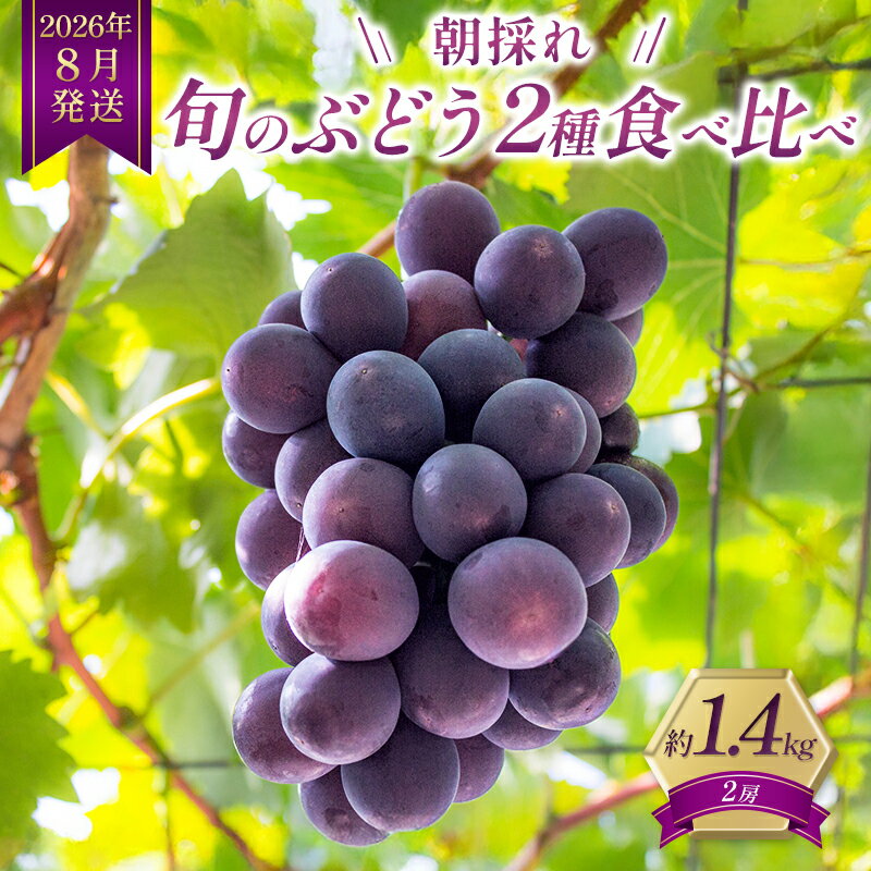 【ふるさと納税】8月発送｜朝採れ旬のぶどう 2種 食べ比べセット 選べる容量 詰め合わせ 産地直送 フルーツ 兵庫県 加西市