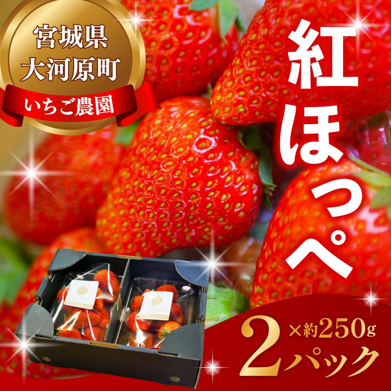 【2027年度先行予約】大河原町のいちご 完熟いちご 2パック 果物 フルーツ 苺 紅ほっぺ かおり みずみずしい ジューシー 期間限定 季節限定 いちご 小分け