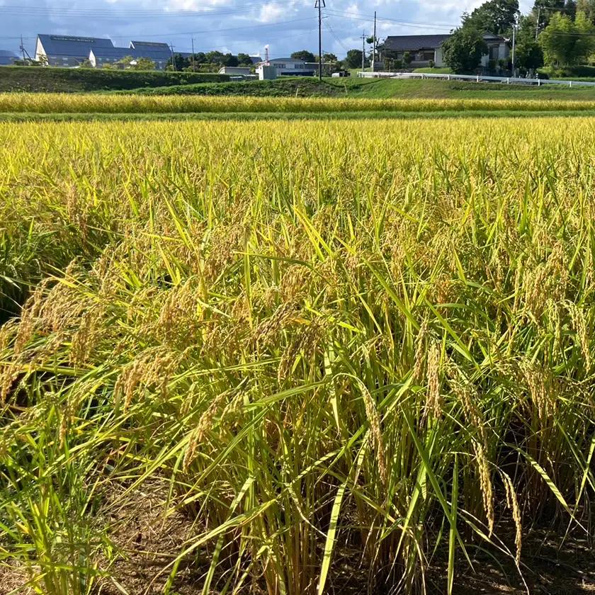 【先行受付】岡山県産『あきたこまち』[10kg×1袋(10kg)]【1726899】