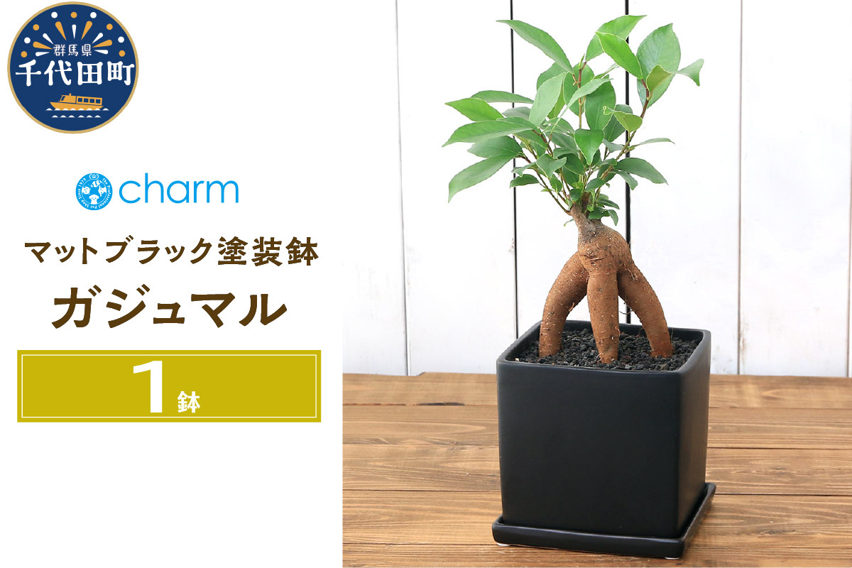 
観葉植物 ガジュマル 陶器鉢植え マットブラック塗装鉢（１鉢）受け皿付き 溶岩砂 陶器 おしゃれ 多幸の木 幸運 縁起 北海道冬季発送不可 群馬県 千代田町 インテリア ナチュラル 自然 プレゼント ギフト 贈答用 送料無料 趣味 風水 緑 人気 オススメ 初心者 玄関 自家栽培 株式会社チャーム
