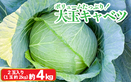 キャベツ 大玉キャベツ 2玉 4kg  (1玉約2kg)  野菜 キャベツ