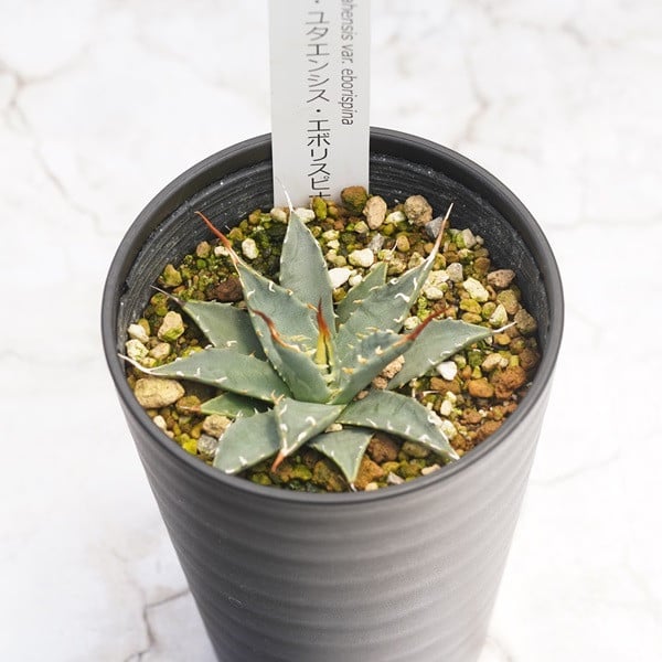 
            アガベ・ユタエンシス「エボリスピナ」 3.5号鉢 四国ガーデン 人気 多肉植物 インテリア 観葉植物 グリーン リラックス｜B328
          